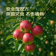 Stanley Lime Sulfur Fungicide Red Spider Rose Insecticide Powdery Mildew Black Spot Fruit Tree Garden Clearance 1000g