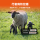 OIMG breeding ewe premix, lambing, multi-pregnancy period, lactation ewe feed, milk production, Doinmeier premix, ewe premix 20kg (Lamb Duowang)
