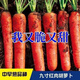 Nine-inch three-red carrots, summer and autumn heat-resistant and cold-resistant fruits and vegetables, radish, crispy and sweet for all seasons, garden carrots for all seasons, nine-inch carrot seeds, new varieties, high-quality varieties, 1 pack of about 1066 seeds