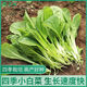 Four-season Shanghai green seeds, small green cabbage, chicken feathers, fast-growing cabbage, rapeseed, heat-, humidity- and cold-resistant, field use, original four-season fast-growing cabbage, about 3600 capsules, 3 packs