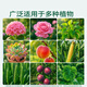 Stanley Lime Sulfur Fungicide Red Spider Rose Insecticide Powdery Mildew Black Spot Fruit Tree Garden Clearance 1000g
