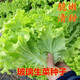 Loss Impulse Four Seasons Glass Lettuce Butter Lettuce Seeds Crisp and Tender Raw Seeds Four Seasons Potted Vegetables Glass Lettuce Seeds 800 Brand Original Color Pack
