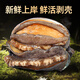 Dongshang Yupin Shandong processing-free abalone pure meat net weight 500g hot pot barbecue ingredients fresh seafood-direct from the source