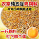 BEYZK medium and large laying hen egg-laying feed corn grits premix 50Jin Jin is equal to 0.5kg Full price feed 100Jin Jin is equal to 0.5kg 100Jin Jin is equal to 0.5kg Ordinary layer feed contains 50% corn grits