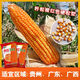 Guangxi corn variety Qinghong 511 hard-kernel quality corn seeds are adapted to medium and low altitudes Qinghong 511 corn seeds 2Jin Jin equals 0.5kg/bag