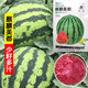 Kirin Meidu watermelon seeds with thin skin, crack-resistant, few seeds, super sweet and crispy 8424 round watermelon, Meidu watermelon seeds, 100 pieces original bag, Jinmeidu