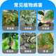 Osmanthus leaf blight yellow leaves scorched leaves Osmanthus tree special fertilizer nutrient solution dry tip leaf spot disease fungicidal medicine 1 bottle 400ml with nozzle