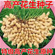 Short-stemmed and early-maturing Academy of Agricultural Sciences Haihua No. 1 Shandong ultra-high oil original disease-resistant peanut seeds thin-shell seedlings can be planted nationwide Shandong Haihua No. 1 first-generation original high oil recommended by the Academy of Agricultural Sciences Hand-selected 10 Jin Jin equals 0.5 kg