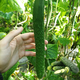 Green-core cucumber seed seedlings, high-yielding, heat-resistant cucumber seeds, Shouguang vegetable seeds for potted balcony planting in all seasons in spring, Jinyan No. 4 cucumber original 1 pack (about 50 pieces)