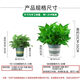 Shuangmeng green radish potted formaldehyde-removing flowers and green plants office new house air purification 180 gallons 4 pots straight from the source