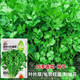 Eat as you plant, seasoning vegetable seed combination, easy to grow heat-resistant balcony potted vegetables in all seasons in spring, small-leaf coriander seeds, 2 packs, about 2,000 seeds, one pack, about 1,000 seeds