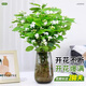 Jingyouyu jasmine hydroponic plant potted plants in the office desktop are good for growing flowers, green plants, water-raised flowers, mosquito repellent Jiuli Xiang, jasmine 6-year-old seedlings, 10 pieces, with flowers during the flowering period