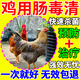 Enterotoxin removal for poultry, necrotizing enteritis, yellow-green loose stools and white diarrhea, chicken, duck and goose feed additives to repair the intestines 3 bags, special for enteropathy 100g/bag
