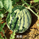 Khakimedo watermelon seeds, few seeds, super sweet fruit seeds, crispy, juicy, bright red hybrid watermelon seeds, original 700 capsules, Khakimedo