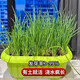 Four-season chive seeds, green onion seeds, balcony indoor potted onion seeds, cold-resistant vegetable seeds, home vegetable seeds, four-season chive seeds, about 200 pieces, brand original color pack