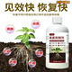 Root rot inhibitor, dead trees, stiff seedlings, disease resistance, rapid root strengthening, damping off and rotten roots, purifying soil, water-soluble fertilizer, 300ml root rot inhibitor supplement solution