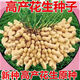 New goods have arrived, original dwarf oil-pressing peanut seeds, spring sown peanut seeds, thin-shell peanuts, dwarf flowers, first-generation peanut original seeds, half Jin Jin equal to 0.5 kg 250g