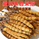 La nouvelle boîte cadeau séchée de Cordyceps séchée de Kangsil pour offrir des cadeaux à nourrir et à nourrir la qualité de sélection de Cordyceps pour les anciens Tibet Nagqu Cordyceps environ 2 racines / gram 80 racines (boîte cadeau)
