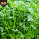 Beishu small-leaf chrysanthemum seeds small-leaf family balcony farmhouse four-season vegetable seeds small-leaf chrysanthemum seeds about 3000 pieces