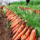 Nine-inch three-red carrots, summer and autumn heat-resistant and cold-resistant fruits and vegetables, radish, crispy and sweet for all seasons, garden carrots for all seasons, nine-inch carrot seeds, new varieties, high-quality varieties, 1 pack of about 1066 seeds