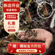 观采归西藏那曲野生冬虫夏草鲜虫草补品送长辈老年人营养礼盒礼品实用 野生头茬鲜草约0.6g/根 20根