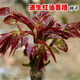 Red oil toon seeds have good taste and strong fragrance wholesale bulk four-season fast-growing toon sapling seeds easy to grow live vegetables 2000 toon seeds + 1 pack of random seeds from the Song Dynasty