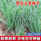 Original cold-resistant and drought-resistant wild onion seeds, wild onion seeds, Inner Mongolia balcony four-season onion seeds, wild onion seeds, new seeds this year, 5 packs of about 5,000 seeds