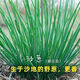 Original cold-resistant and drought-resistant wild onion seeds, wild onion seeds, Inner Mongolia balcony four-season onion seeds, wild onion seeds, new seeds this year, 5 packs of about 5,000 seeds