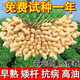 Peanut Seeds Academy of Agricultural Sciences Shelled Huayu No. 25 peanut seeds new variety self-seeding Thin-shell peanut seeds can be saved 100% original peanuts 3Jin Jin equals 0.5 kg 1500g