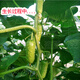 Mini fruit cucumber seeds, heat-resistant and high-yield, spring and summer small cucumber seeds, four-season balcony potted vegetable seeds, 10 large cucumber seedlings