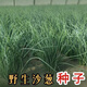 Original cold-resistant and drought-resistant wild onion seeds, wild onion seeds, Inner Mongolia balcony four-season onion seeds, wild onion seeds, new seeds this year, 5 packs of about 5,000 seeds