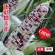 National Approval Super Sweet Colorful Waxy Corn Seeds Flowery Waxy Corn Seeds Colorful Cloud Sweet Waxy Corn Farmers High Yield National Approval Colorful Waxy Corn Seeds 5 packs about 251 grains