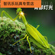 
Shantoulin Village remote control mantis electric toy prank artifact cockroach boy moves spider crawling animals Remote control mantis [classic version - remote control ladybug] red model 9922
