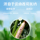 Longping Nuo Zhuangyuan small corn 1 stick Banna sticky corn on the stick single fruit 120g + direct delivery from Zhengzhou