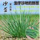 Original cold-resistant and drought-resistant wild onion seeds, wild onion seeds, Inner Mongolia balcony four-season onion seeds, wild onion seeds, new seeds this year, 5 packs of about 5,000 seeds