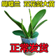 Double Foil Phalaenopsis Potted Orchid Seedlings with Foils and Flower Buds Blooming in All Seasons Indoor Flowers are Easy to Maintain and Live 18. Red Butterfly--Double Foil Sword is shipped and is good as a potted plant