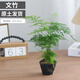 Asparagus potted indoor living room plants flowers office green plants desktop air purification creative small bonsai original pot selected small asparagus 15-22cm high 1 pot + seedling tray