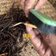 Naqu Zhifa 2025 Tibet Naqu High Altitude Authentic Wild First Fresh Cordyceps sinensis One-to-One Pay Ten Naqu Wild Grass 1.5g/root-10 root
