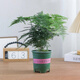 Asparagus potted indoor living room plants flowers office green plants desktop air purification creative small bonsai original pot selected small asparagus 15-22cm high 1 pot + seedling tray