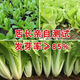 Four-season Shanghai green seeds, small green cabbage, chicken feathers, fast-growing cabbage, rapeseed, heat-, humidity- and cold-resistant, field use, original four-season fast-growing cabbage, about 3600 capsules, 3 packs