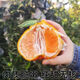 Authentic Sichuan Chunjian tangerine seeds, fruit tree dada tangerines, southern ugly tangerine seeds, planted in the north and south, tangerine seeds, three packs of about 30 pieces