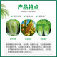 Guoguang Youlehong 8% corn and cabbage cytokinin to increase chlorophyll pesticide plant growth regulator 500ml