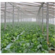 Yixiang white plastic film transparent thickened greenhouse film breeding film plastic cloth plastic paper agricultural film whole roll drip-free film thick 8 wires wide 8 meters * 120 meters long