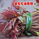Red oil toon seeds have good taste and strong fragrance wholesale bulk four-season fast-growing toon sapling seeds easy to grow live vegetables 2000 toon seeds + 1 pack of random seeds from the Song Dynasty