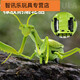 
Shantoulin Village remote control mantis electric toy prank artifact cockroach boy moves spider crawling animals Remote control mantis [classic version - remote control ladybug] red model 9922