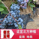 Two harvests, four-season blueberry seedlings potted for ground planting, fruit tree seedlings in the south and north, indoor potted plants, Blue Rain, high yield in two seasons, one-year seedlings, one package shipped with soil