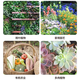 Smart Green Compound Fertilizer Universal Nitrogen, Phosphorus and Potassium Fertilizer for Flowers, Vegetables and Fruit Trees Agricultural Fertilizer Granular Fertilizer Medium Element Water-soluble Fertilizer Universal Granular Fertilizer 400g*2 Bags Limited Time Benefits
