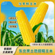 2025 Northeast yellow sweet glutinous corn on the cob vacuum packaged low-fat yellow waxy big stick sweet Northeast breakfast sticky rice yellow waxy corn 2 sticks 180g/stick