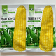 National Approval Corn Seed Sweet Waxy Corn Seed Hybrid Corn White Corn National Approval Corn Seed E Tianyu No. 9 Fruit Corn Seed Original 15g