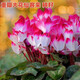 Double cyclamen seeds cyclamen mixed seeds New Year's Eve flower balcony garden potted four-season flowering plants Cyclamen 15 colors mixed GYJ869 new seeds 1 pack about 110 seeds germination rate